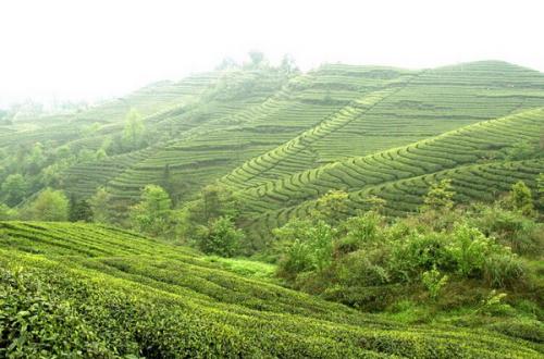 黄山毛峰26.jpg 黄山毛峰26.jpg